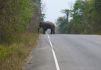 Imposant: Elefant in freier Natur